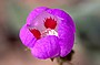 Death Valley wildflowers